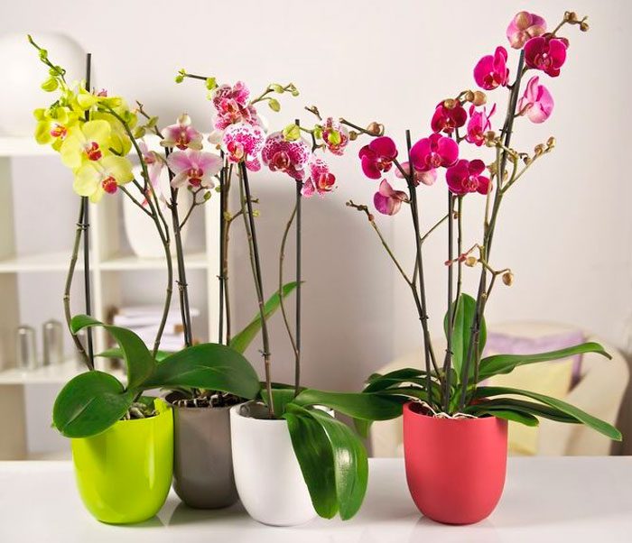 Як правильно доглядати за орхідеєю в домашніх умовах, проблеми з орхідеєю що і чому?