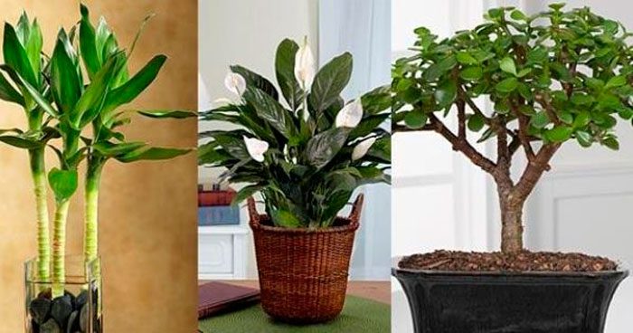 Кімнатні рослини приносять удачу, гроші і сімейне щастя, вагітність