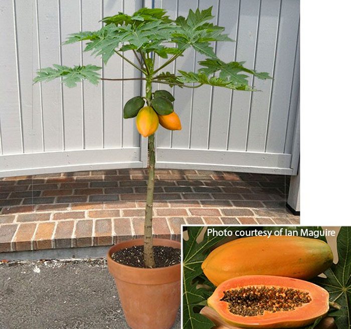 Вирощування папайї в домашніх умовах, догляд та розмноження