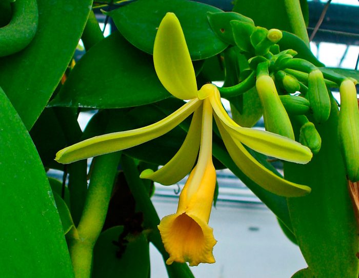 Орхідея ваніль (Ванільна орхідея)