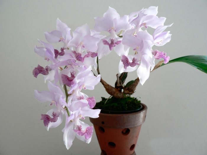 Орхідея аганизия