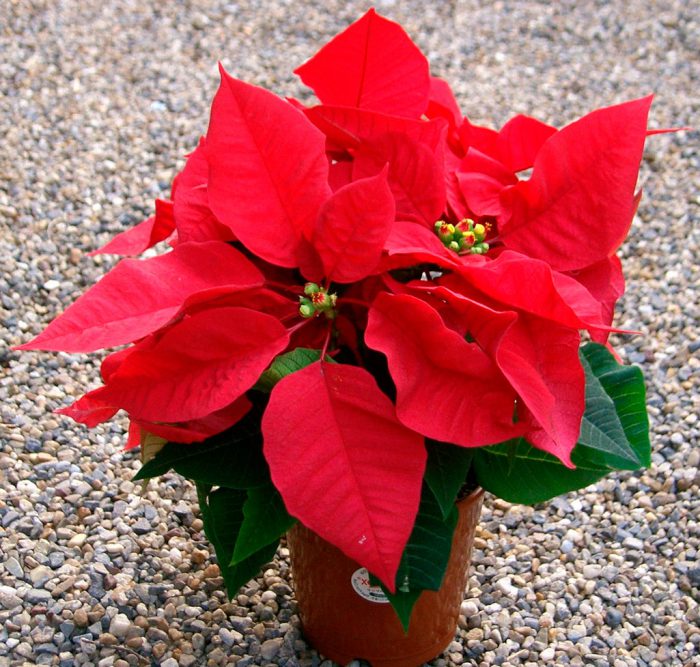 Квітка новорічна з червоним листям як називається догляд