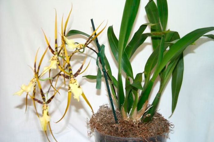 Брассия (орхідея