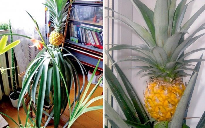Як виростити ананас в домашніх умовах? Покрокова інструкція