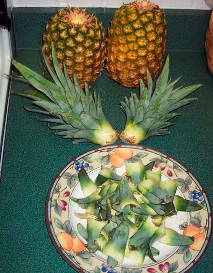 Коли краще садити ананас: вирощування та догляд на власному подвір'ї