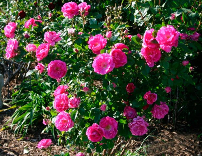 Кущові троянди: вирощування, сорти, догляд та поради для садівників