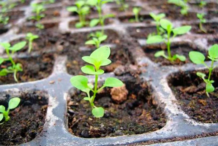 Як виростити розсаду петунії в домашніх умовах, догляд за розсадою петунії