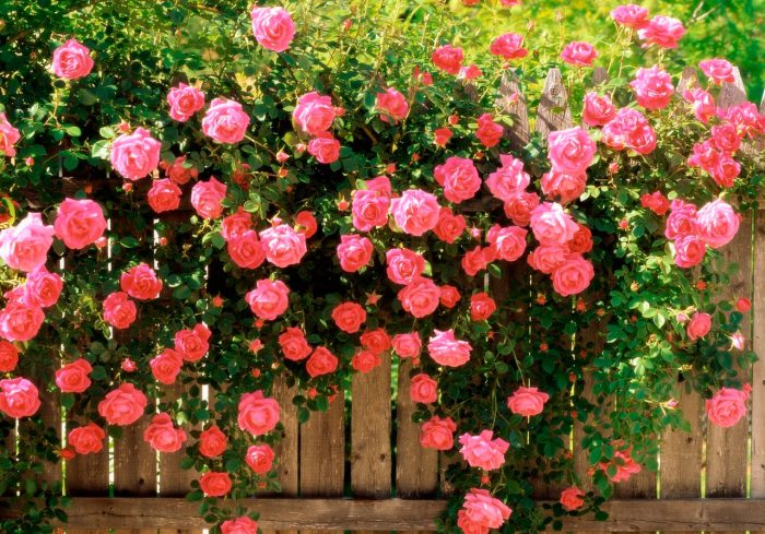 Садові троянди