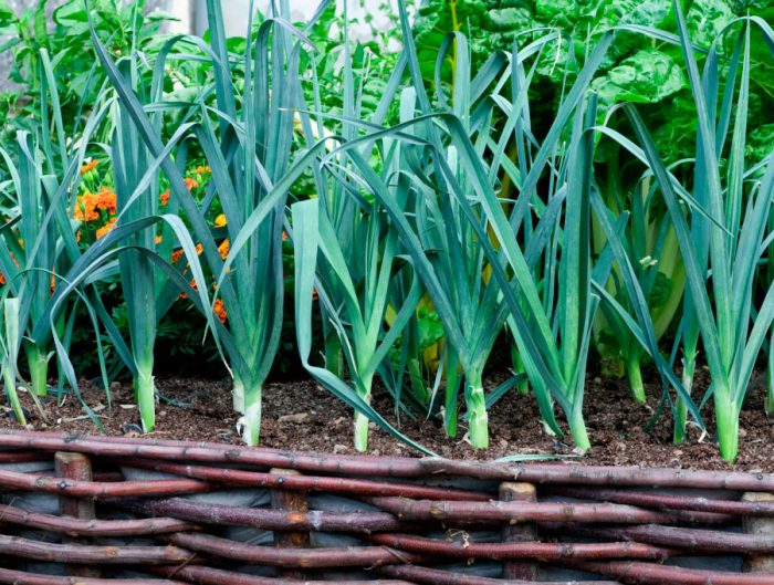 Pin on Bountiful Harvest Growing leeks, Food garden, Edible garden