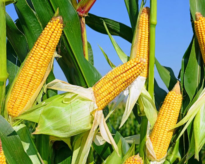 Оптимальний час для підживлення кукурудзи