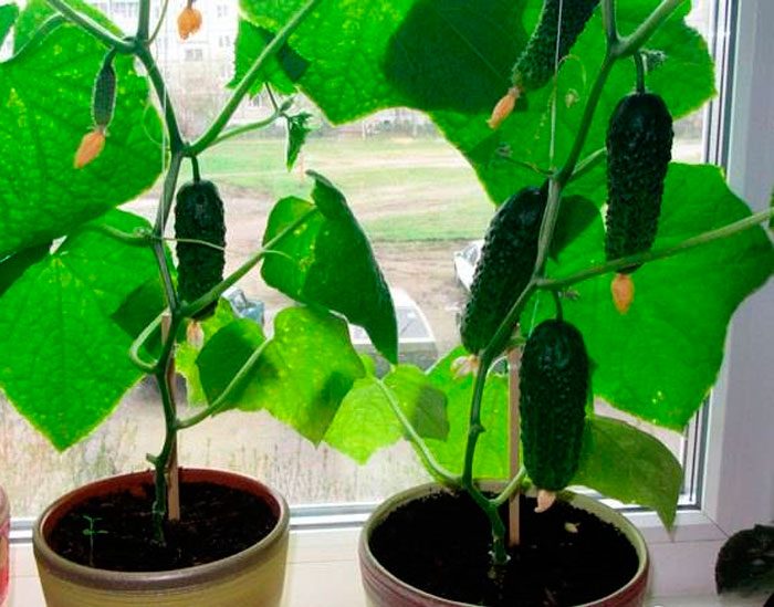 Як рости кущові огірки: поради та секрети вирощування