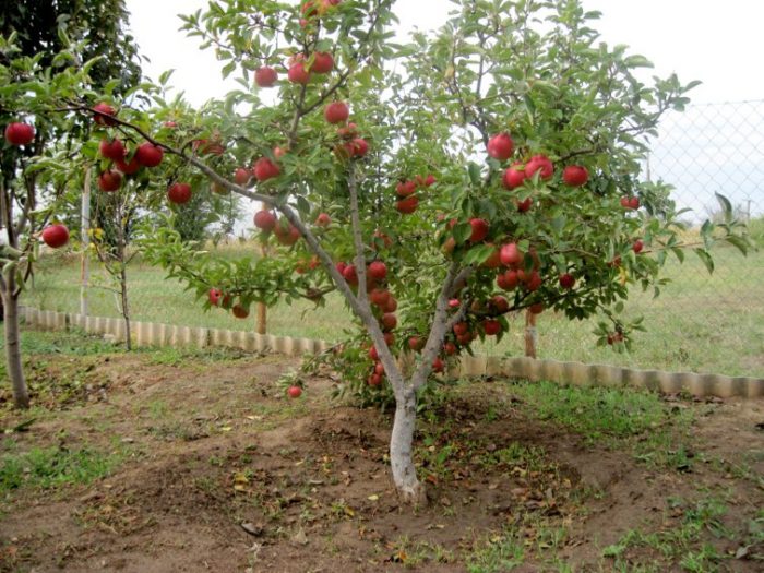 Карликова яблуня