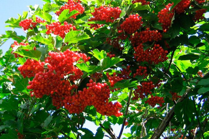 https://cdn.asterias.od.ua/images/715/715-7-10-700x464.jpg