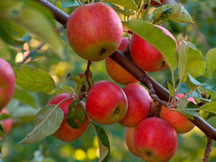 Кращі засоби для весняної обробки яблунь від шкідників і хвороб