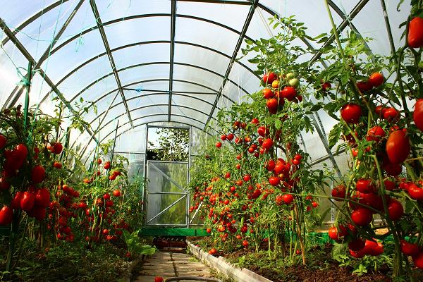 Оптимальна частота поливу помідорів в теплиці