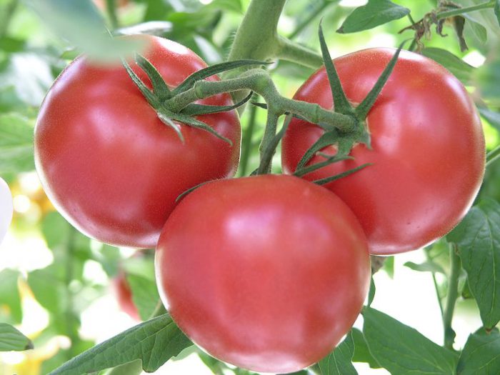 Кращі сорти томатів для відкритого грунту, з фото та описом