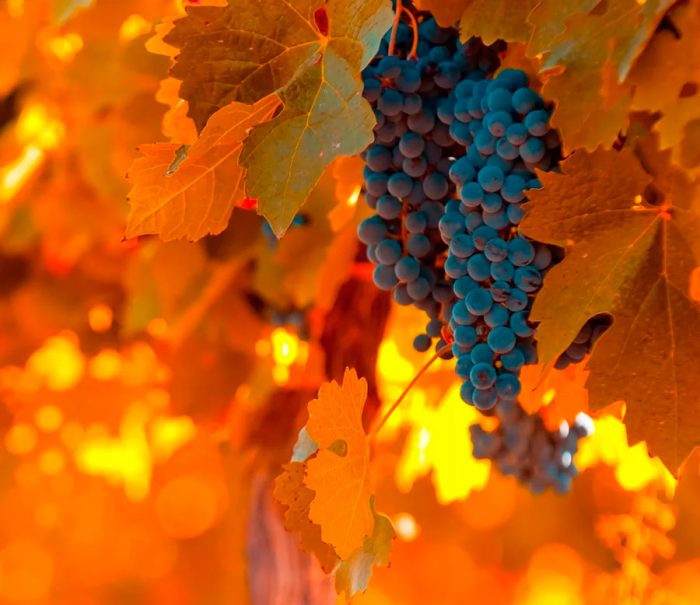 Обрізка винограду восени для початківців