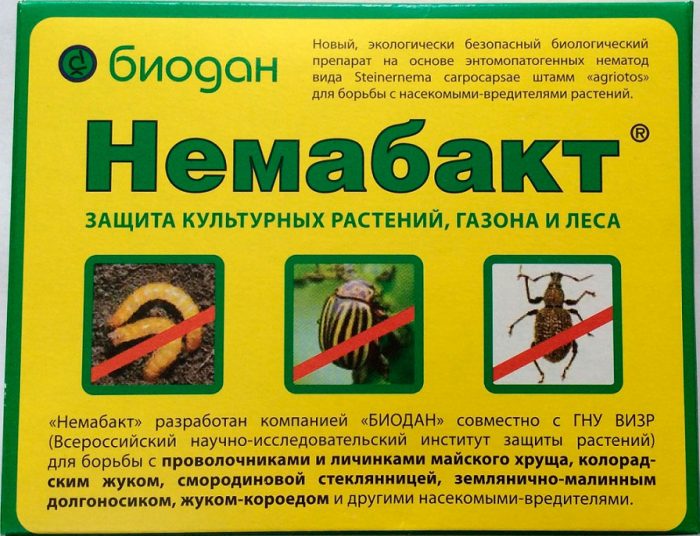 Травневий жук (хрущ): як позбутися, препарати, народні засоби