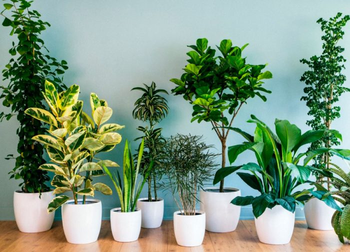 Кращі кімнатні рослини очищають повітря
