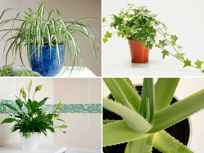 Лікувальні кімнатні рослини з фото і назвами, 10 кращих