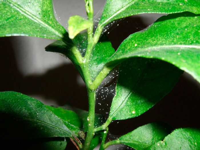 Павутинний кліщ на кімнатних рослинах